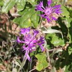 Centaurea graminifolia Blüte