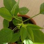 Cleome rutidosperma Blatt