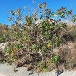 Ricinus communis Costuma