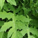 Cirsium alsophilum Leaf