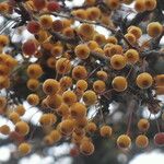 Malus sieboldii Fruit