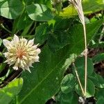 Trifolium repens Blomst