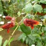 Aeschynanthus tricolor ফুল