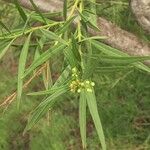 Freylinia lanceolata Flor