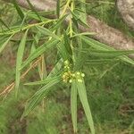 Freylinia lanceolata Flower