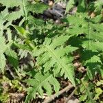 Polymnia canadensis Leaf