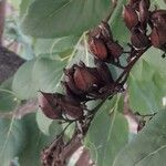 Syringa vulgaris Fruitua
