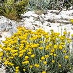 Helichrysum stoechasFlor