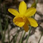 Narcissus assoanus Kukka