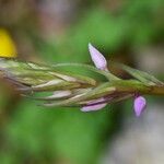 Dactylorhiza elata Virág