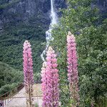 Lupinus × regalis Habitat