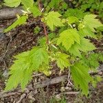 Acer glabrum Frunză