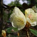 Rhododendron lanatum 花