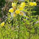 Oenothera glazioviana花