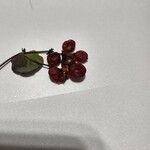 Lonicera caprifolium Fruit