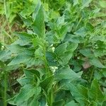 Solanum americanum Blad