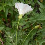 Calystegia macrostegia Tervik taim