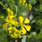 Mutarda nigra 花