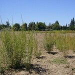 Amaranthus palmeri Habitat