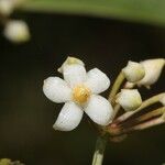 Ardisia crenata Цветок