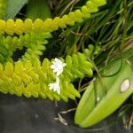 Angraecum distichum Floare