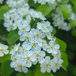 Crataegus punctata Flower