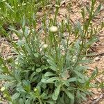 Leucanthemum pallens Fiore