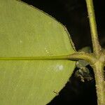 Garcinia magnifolia Листок