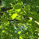 Carya ovata Leaf