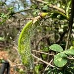 Cytisus arboreus Fruto