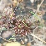 Allium oleraceum Fruit