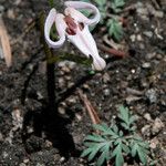 Dicentra uniflora Habitat