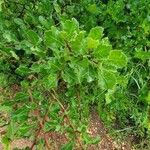 Commiphora africana Leaf