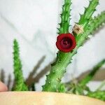 Huernia schneideriana Hostoa