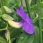 Thunbergia battiscombei Fleur