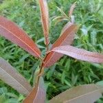 Salix barrattiana Feuille