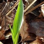 Tulipa sylvestris 形態