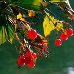 Viburnum opulus Vaisius