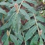 Hedychium gardnerianumFolha