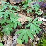 Corydalis solida Liść