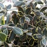 Pittosporum tenuifolium Leaf