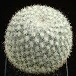 Mammillaria albilanata Агульны выгляд