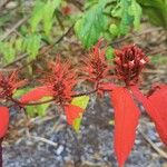 Mussaenda erythrophylla Квітка