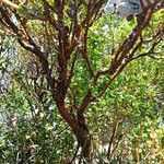 Hypericum balearicum Corteza