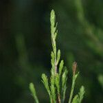 Erica arborescens Leaf