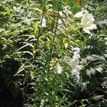 Lilium auratum Blüte