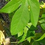 Passiflora incarnata Blad