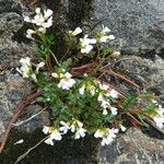 Cardamine resedifolia Žiedas