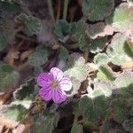 Erodium corsicum Blomst