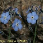 Myosotis corsicana Flower